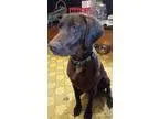Adopt Bella Mae a Weimaraner Labrador Retriever