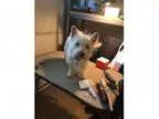 Adopt Mac a West Highland White Terrier Westie