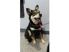 Adopt Fiona a Cattle Dog Shepherd