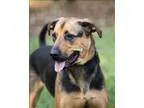 Adopt Abby (boston) a German Shepherd Dog
