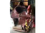 16 &quot Roping Ranch Saddle