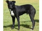 Adopt Benton a Border Collie