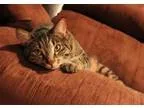 Adopt Jasper a Tan or Fawn Tabby Domestic Shorthair (short coat)