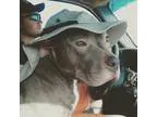 Adopt Blu a GrayBlueSilverSal t and Pepper American Pit Bull Ter