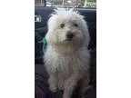 Adopt Kasper a Bichon Frise Poodle