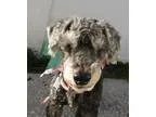 61129  Lilly - Female Domestic Longhair Mix