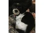 Adorable Shih Tzu for Adoption 2 Years Old