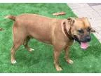 Adopt Rocky a RedGoldenOrangeCh estnut Boxer  Mixed dog in San L