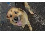Adopt Brock a German Shepherd Dog
