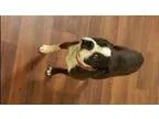 English Springer Spaniel 4 yrs old