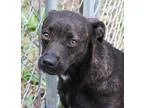 Adopt Harley a Brindle Terrier (Unknown Type Medium)  Mixed dog 