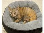 Adopt Jennie a Tortoiseshell Domestic Shorthair (short coat) cat