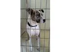 Adopt Levi a Brindle - with White Blue Heeler  Mixed dog in Terr