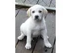 Adopt Bud a TanYellowFawn - with White Golden Retriever  Mixed d