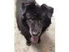 Adopt Alvin a Schipperke Belgian Shepherd Dog Sheepdog