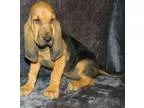 Registered Bloodhound Puppies for Adoption