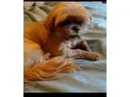 Adopt Fancy a Shih Tzu