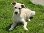 Adopt Betty a Terrier