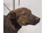Adopt LibertiADOPTED a Shepherd