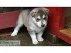 Adopt Suellen a Basset Hound Corgi