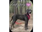 Adopt Ladybug (Pom-js) a BrownChocolate - with White Weimaraner 