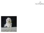 Adopt Azlynn a Calico or Dilute Calico Calico (short coat) cat i