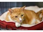 Adopt Dagwood a Orange or Red Domestic Mediumhair  Mixed (medium