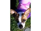 Adopt Pebbles a Corgi Terrier