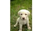 Adopt Baxter a Labrador Retriever German Shepherd Dog