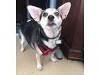 Adopt Buddy a Cardigan Welsh Corgi  Mixed dog in San Francisco C