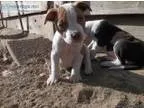 Gorgeous Rednose Pit Puppies