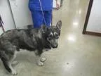 Adopt Gilbert Grape a German Shepherd Dog  Mixed dog in Irving T