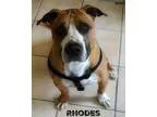 Adopt Rhodes a Basset Hound Boxer