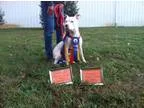 Adopt Jax a Staffordshire Bull Terrier