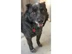 Adopt WALLY a Australian Cattle Dog  Corgi  Mixed dog in Pt.