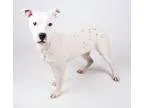 Adopt Sprite a Staffordshire Bull Terrier  Mixed dog in Decatur 