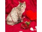 Adopt Trinity a Tan or Fawn Siamese  Mixed (short coat) cat in B