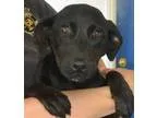 Adopt Basil-sweet puppy a Black Labrador Retriever Hound