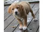 Adopt Buster-pending a Golden Retriever
