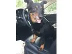 Adopt Miller a Welsh Corgi