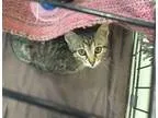 Adopt Baby Grady a Tabby - Brown