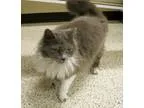 Adopt Joy a Gray or Blue (Mostly) Persian (long coat) cat in Geo