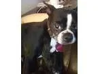 Adopt Molly Rae TN a Black - with White Boston Terrier  Mixed do