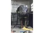 Adopt Lombardo a Black - with Tan Yellow or Fawn Rottweiler  Lab