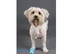 Adopt Esmerelda a Pug Beagle