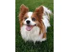 Maxx King Charles Cavalier