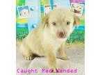 Adopt Caught Red Handed a TanYellowFawn Golden Retriever  Labrad