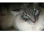 Adopt Blue a Siamese cat in Mountain View CA (15142007)