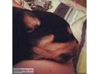 Pure Bred Rottweiler Puppies For Sale