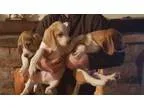 Magnanimous Italian Greyhound Pups